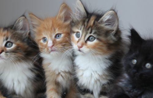 The Kittens are Sleeping…