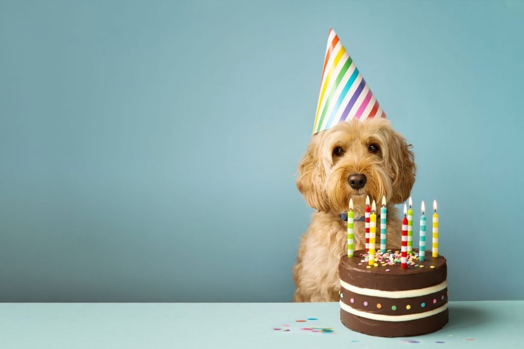 You can only celebrate birthday's with puppies. It's the law